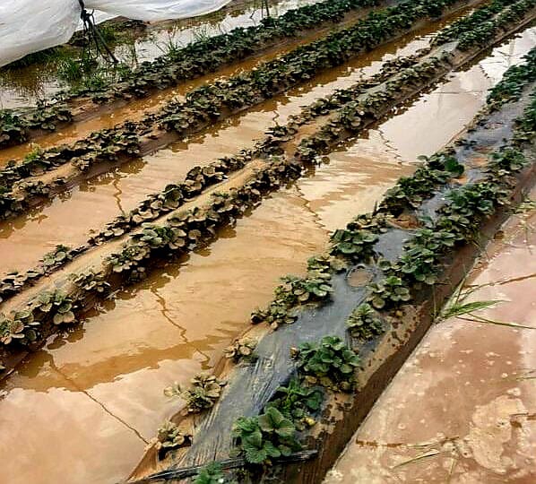 بعد عواصف غير مسبوقة.. الغرفة الفلاحية بسوس تطالب الحكومة بالتدخل لإنقاذ فلاحي اشتوكة