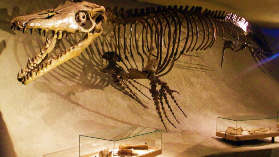 اكتشاف آثار زاحف بحري عملاق يعود للعصر الطباشيري بالمغرب