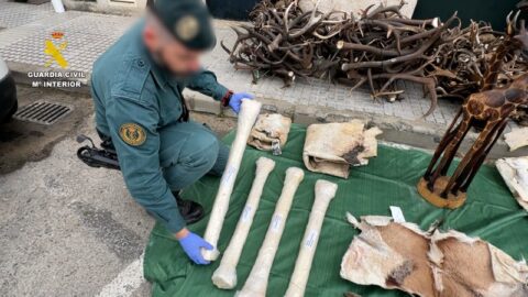 الحرس الإسباني يضبط شحنة من بقايا وجلود حيوانات محمية قادمة من المغرب