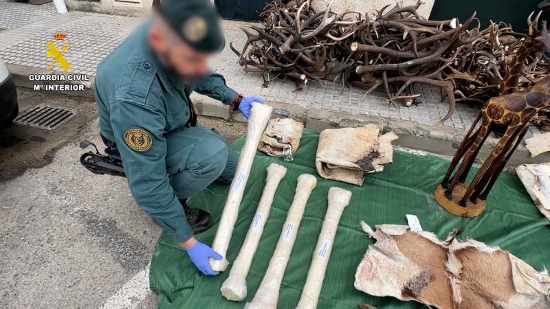 الحرس الإسباني يضبط شحنة من بقايا وجلود حيوانات محمية قادمة من المغرب