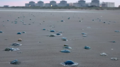 قناديل البحر تجبر محطة نووية فرنسية على إغلاق 3 مفاعلات