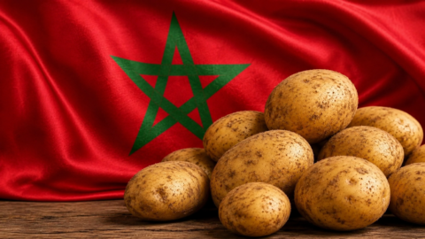 تقرير: فيضانات الشمال ترفع واردات المغرب من البطاطس إلى مستوى قياسي